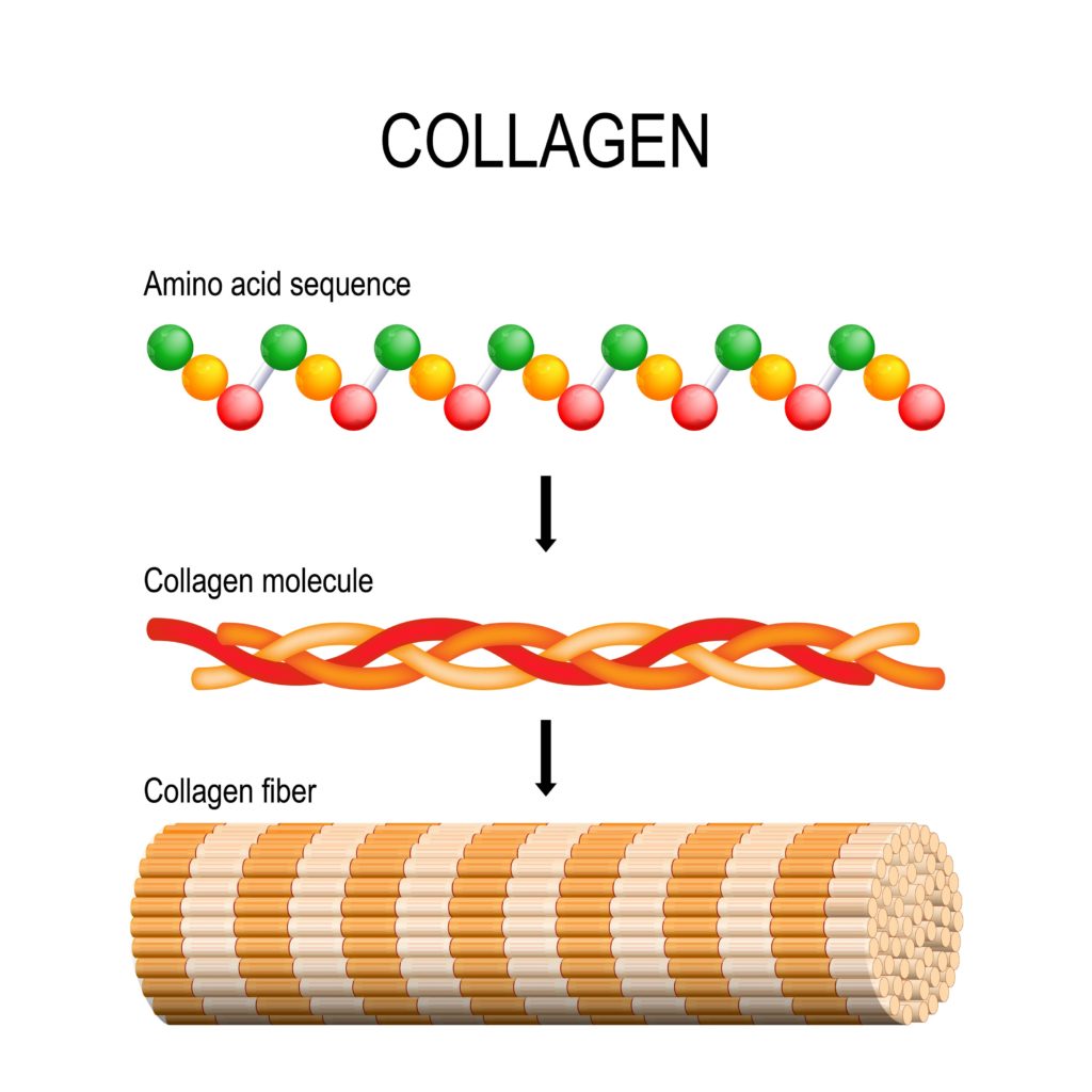 Diagram of collagen